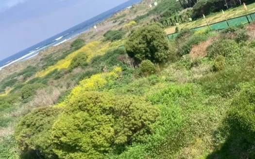 Cahuil, Punta de lobos.