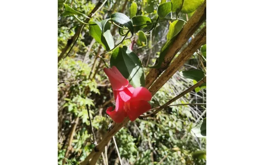 Parcela con orilla de rio trancura