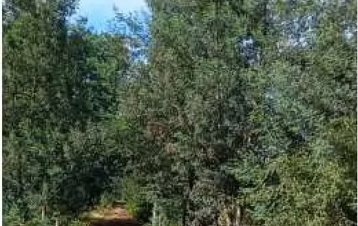 Venta parcela, Río Duqueco.