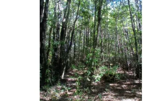 Exclusiva Parcela en Pucón – Bosque Nativo y Alta Plusvalía